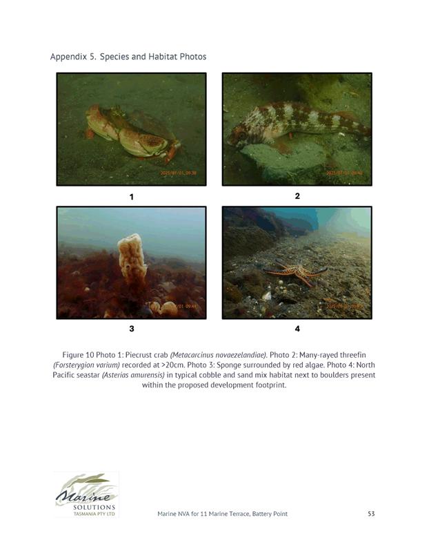 A collage of marine life

AI-generated content may be incorrect.